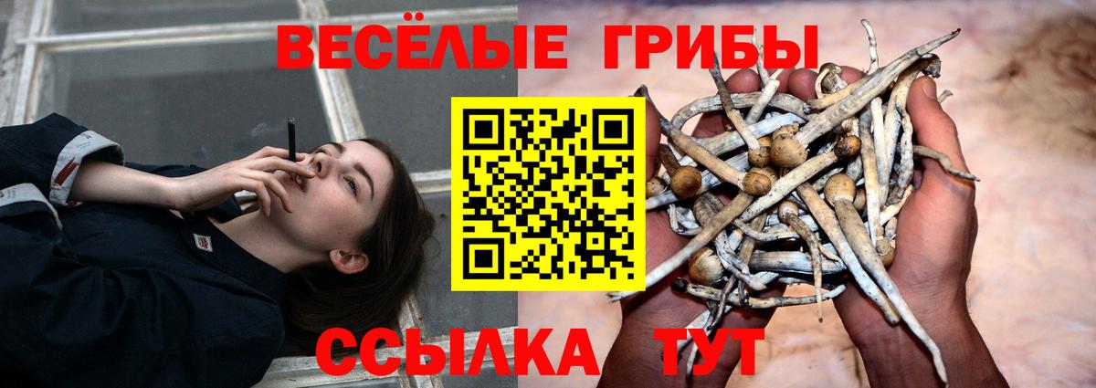 Псилоцибиновые грибы Cubensis Хабаровск